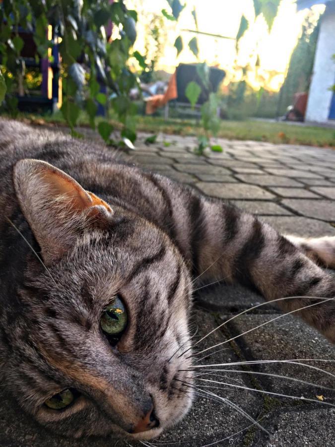 Cat Stone Villa Pisz Exterior foto